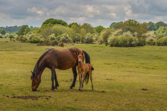 Forest Heath Holidays - Denphyl Ringwood Εξωτερικό φωτογραφία